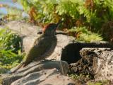 250818 19018 groene specht