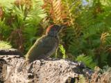 250818 19019 groene specht
