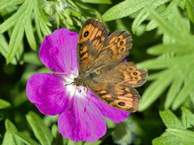 Vlinders • Libellen • Juffers