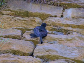 Gierzwaluw • IJsvogel • Specht