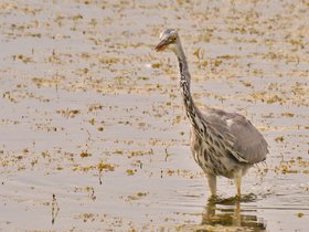 Lepelaar • Ooievaar • Reiger