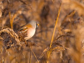 Dras • Moeras • Riet