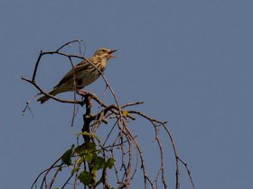 Duin • Hei • Ruigte