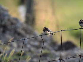 Weide • Platteland