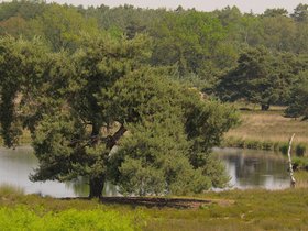Maasduinen